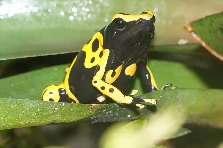 Auf dem Bild ist ein Pfeilgiftfrosch, der auf einem Blatt sitzt, zu sehen.